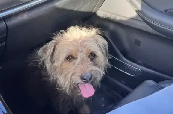 Найдена собака, Ростов-на-Дону, фото: Найдена собака, улица Доватора, 158, Ростов-на-Дону