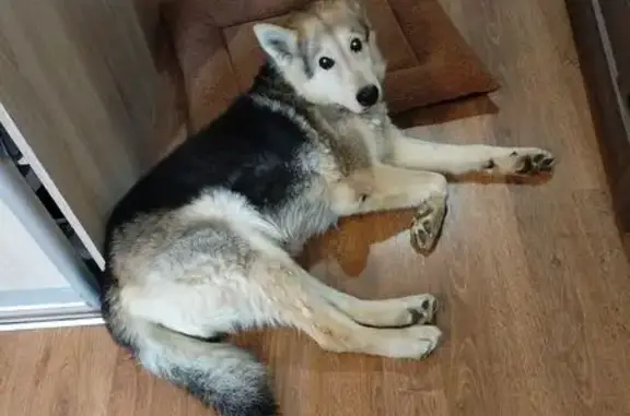 Пропала собака, улица Строителей, 14, Ярославль - photo