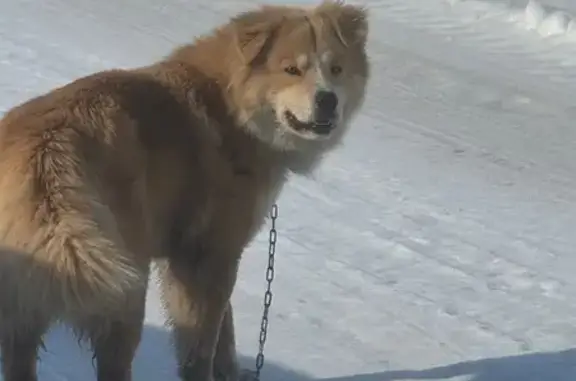 Найдена собака, Нижняя Мактама, фото: Найден собака, Объездной тракт, Нижняя Мактама