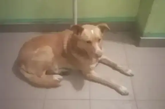 Собаки потеряшки, Саратов, фото: Потеряшка собака, Саратов, Соколова гора - бывший домашний пёсик