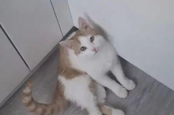 Пропала кошка, Южное шоссе, Нижний Новгород - photo