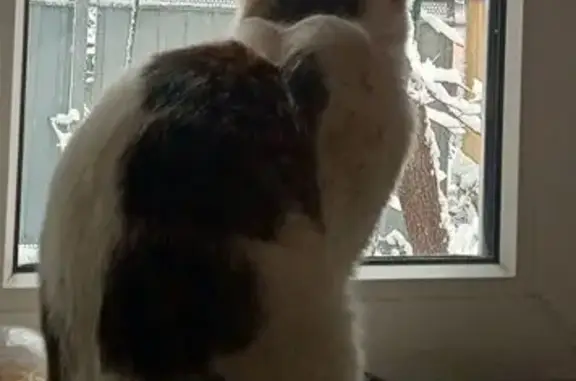 Пропал кот, улица Вильямса, Геленджик - беленький с полосатыми пятнами - photo