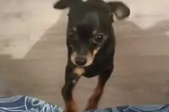 Пропала собака, улица Шевченко, 71, городской округ Смоленск - photo