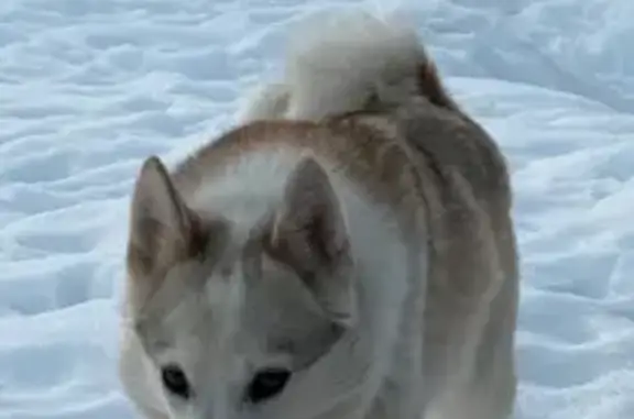 Собаки потеряшки, Щёкино, фото: Потеряшка собака, Полевая улица, 26, Щёкино