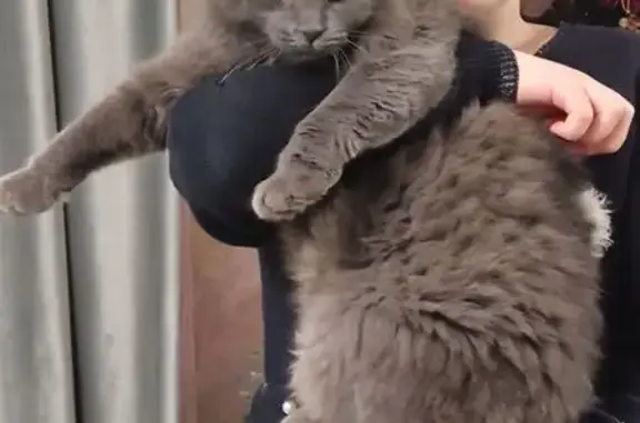 Пропал кот, Янтарная улица, 20А, Ново-Дорожный - не пугливый, без ошейника - photo