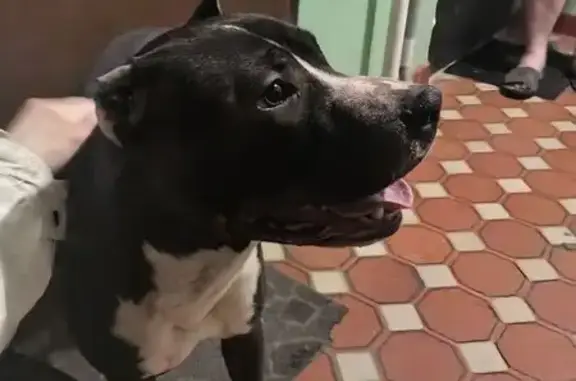 Найдена собака, Лыткарино, фото: Найдена собака, улица Ленина, 4А, Лыткарино