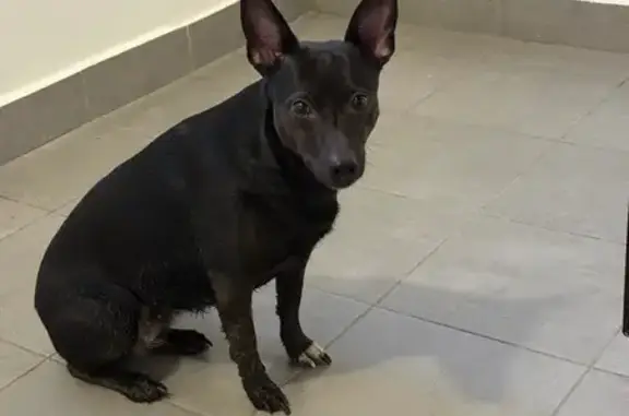 Найдена собака, Тюмень, фото: Найдена собака женского пола, улица Газовиков, 41, Тюмень - похожа на пинчера