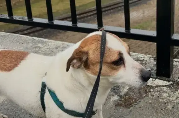 Пропала собака, улица Алексея Толстого, Калининград - photo