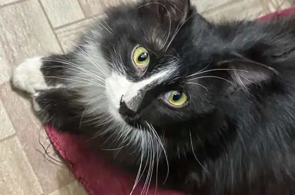 Найдена кошка, Саратов, фото: Найден кот, Большая Горная улица, Саратов - на лице белая полоса