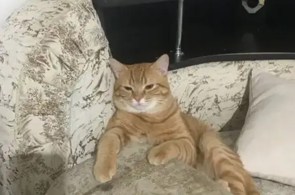 Пропал кот, Первомайский переулок, 5, Гавердовский - рыжий, кличка Гром - photo