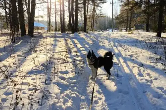 Пропал собака, улица Ленина, 386, Долгодеревенское - чёрно-белый окрас - photo