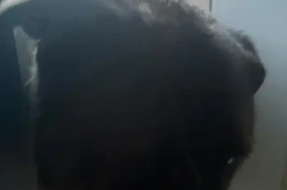 Найдена собака, Тула, фото: Найден собака, Тула - хромой на переднюю лапу, 2 ошейника красного цвета