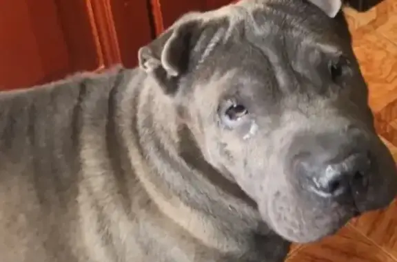 Пропала собака, Паромная улица, Волжский - спокойная, пугливая - photo