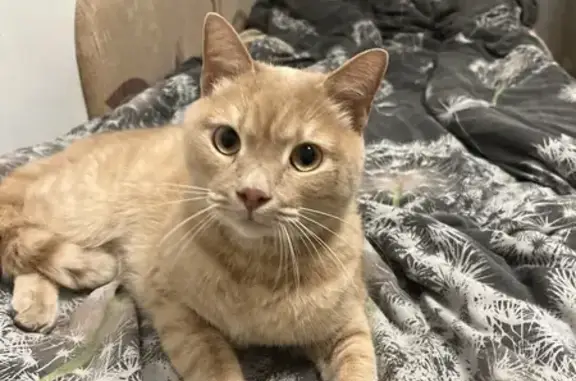 Найдена рыжая кошка, девочка, бегала на проспекте Николая Корыткова, возле 32 дома