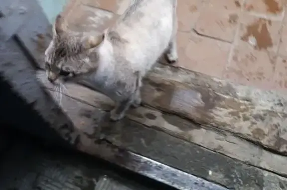 Найдена кошка, Красноуфимск, фото: Найдена кошка, улица 8 Марта, 79, Красноуфимск