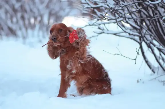 Пропала собака, улица Чаадаева, Нижний Новгород - photo