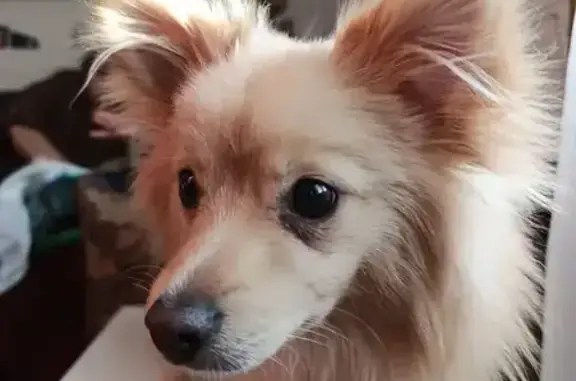 Пропал собака, Тишково, Московская область - немецкий шпиц палевого цвета - photo