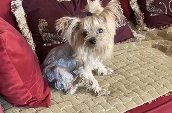 Пропала собака, Снежный переулок, Воронеж - женская, розовая резинка на голове - photo