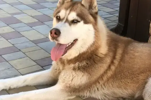 Пропала собака, Жемчужная улица, Краснодар - рыжая хаски с голубыми глазами - photo