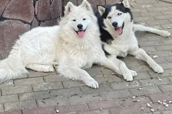 Собаки потеряшки, Таврово, фото: Потеряшка собака, Лесной переулок, 2, Таврово - хаски, черно-белый