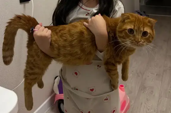 Пропал кот, 4, Элиста - ярко оранжевый, вислоухий, кастрирован - photo