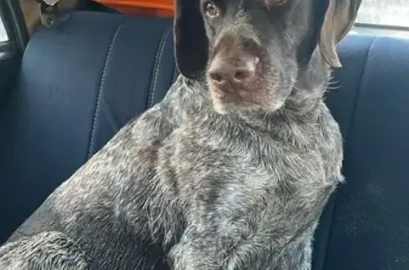 Найдена собака, Подосинки, фото: Найдена собака, Московское малое кольцо, Подосинки - девочка породы дратхаар