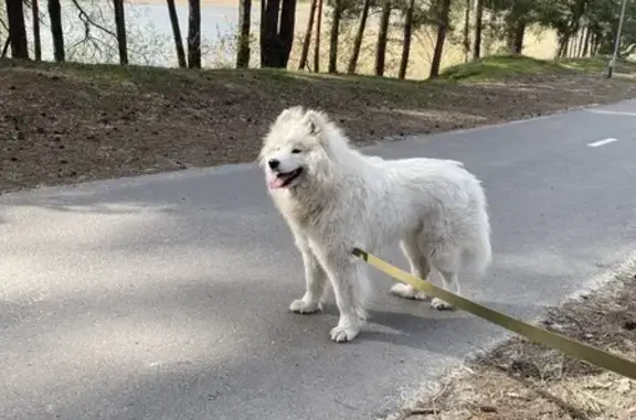 Собаки потеряшки, Таврово, фото: Потеряшка собака, Лесной переулок, Таврово - очень добрая девочка