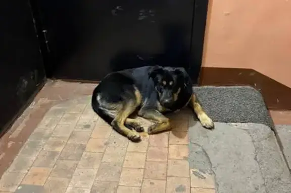 Найдена собака, Владивосток, фото: Найден собака, мужской, Владивосток, Приморский край - добрый и ручной