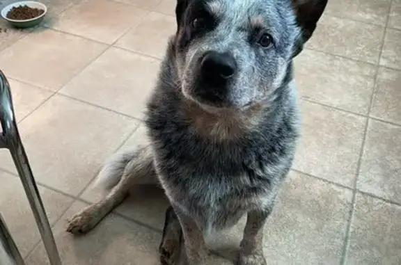 Пропал собака, мужской, Родниковый проезд, 11, Житково - photo