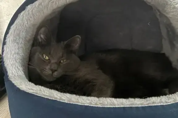 Пропал кот, улица Рубена Ибаррури, 6, Липецк - плохо откликается на имя - photo