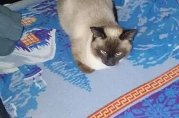 Пропал кот, Костромская улица, 138, Рыбинск - сиамский котик - photo