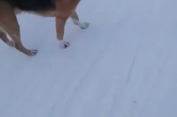 Собаки потеряшки, Саловский сельсовет, фото: Потеряшка собака, мужской, Саловский сельсовет - русская гончая, коричневый окрас