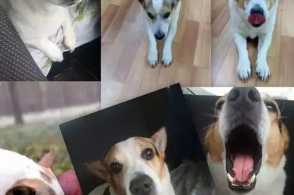 Пропал собака, Сыктывкар, Республика Коми - джекрассел с ошейником - photo