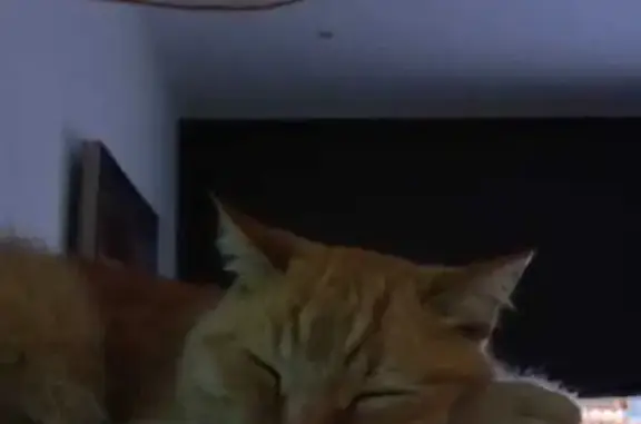 Пропал кот, Пролетарская улица, 42А, Горячий Ключ - рыжий, пушистый - photo