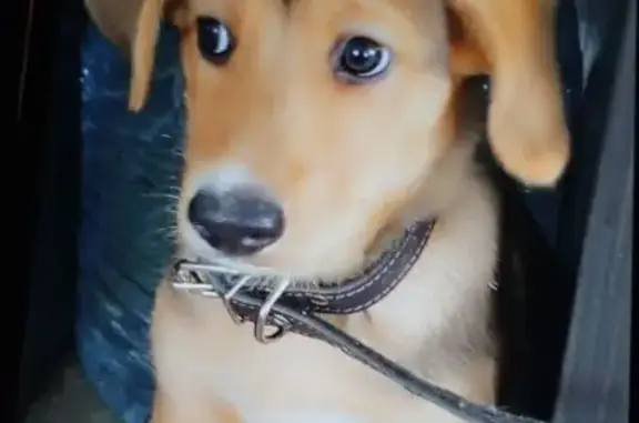 Пропала собака Мальчик, Новохаритоново (rl1153996) - photo