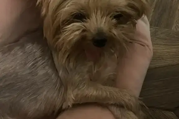 Пропала собака, девочка, улица Карпинского, 88, Воронеж - йоркширский терьер, старенькая - photo