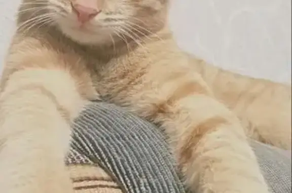 Пропал кот, улица Кушховых, 68, Нальчик - полностью рыжий - photo