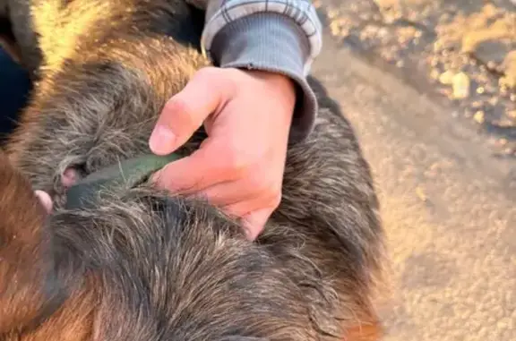 Найдена собака, Вологда, фото: Найдена собака, женский пол, улица Луначарского, Вологда - черно-рыжая, в ошейнике