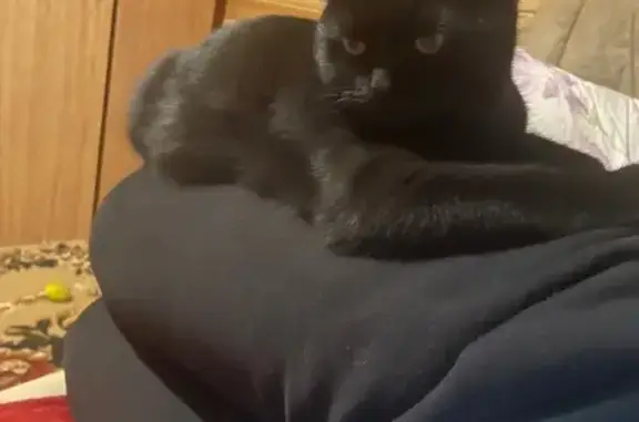 Пропала кошка, мужской, 2-й Московский переулок, 3, Деденево - 9 месяцев, черного цвета - photo