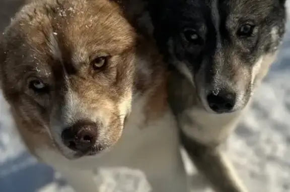 Пропала собака, улица 8 Марта, 7, Завьялово - Лиза и Роза, 9 месяцев - photo