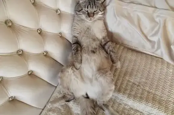 Кошки потеряшки, Чита, фото: Потеряшка кот, Кирпично-Заводская улица, Чита - голубые глаза и сиамские затемнения