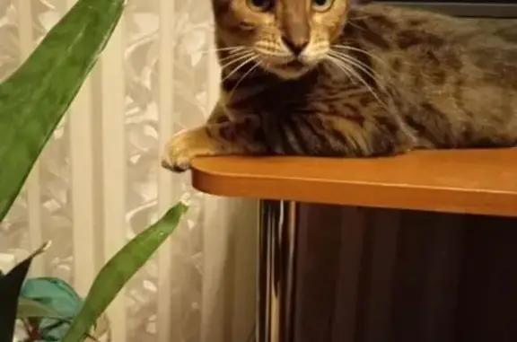 Найдена кошка, Королёв, фото: Найдена кошка, проспект Космонавтов, Королёв