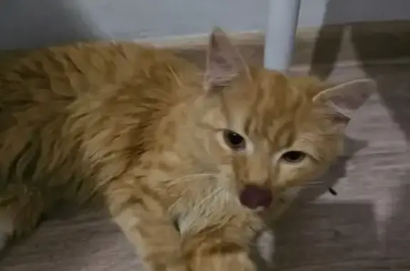 Объявления о пропавших и найденных животных, Самара, фото: Найдена кошка, Пугачёвский тракт, 65, Самара - оранжевые глаза, пёстрый хвост