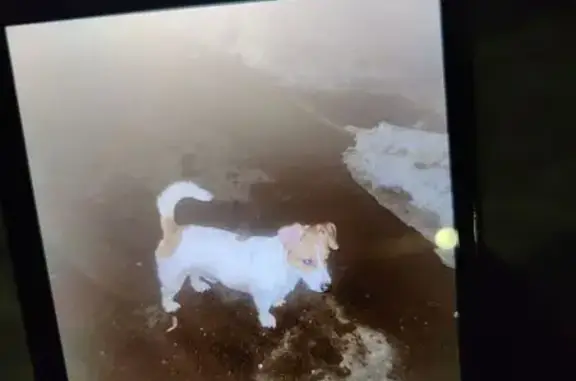 Найдена собака, Балашиха, фото: Найден собака, 19, Балашиха - джек-рассел-терьер