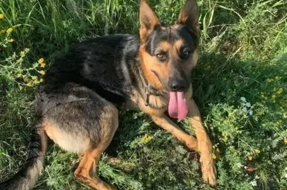 Пропал собака, мужской, улица Клочкова, 81, Саратов - черно коричневый овчарка нечистокровный - photo