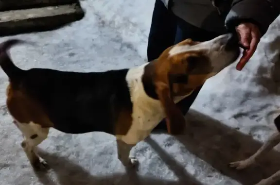 Найден собака, мужской, улица Подольских Курсантов, 21А, Йошкар-Ола - photo