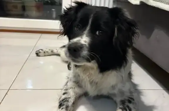 Найдена собака, Батайск, фото: Найден собака, улица Ушинского, 29 к1, городской округ Батайск - мальчик, похож на бордер колли