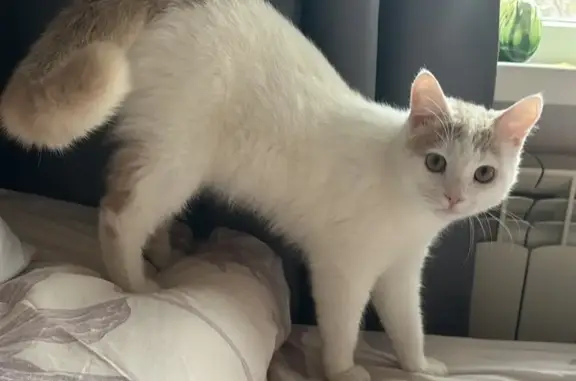 Пропал кот, Комсомольская улица, 41, Ставрополь - белый с рыжими ушами и хвостом - photo