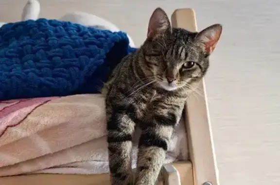 Пропал кот, Гагринская улица, 24, Ростов-на-Дону - нет одного глаза - photo