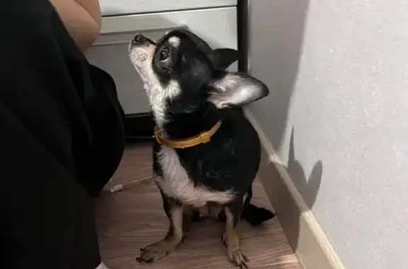 Найдена собака, Балашов, фото: Найдена собака, девочка, улица 9 Января, 124, Балашов